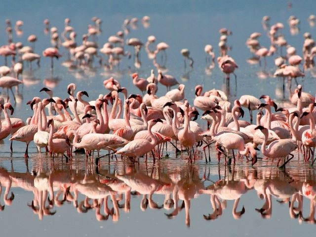 Serengeti szafari program pihenéssel Zanzibár szigetén