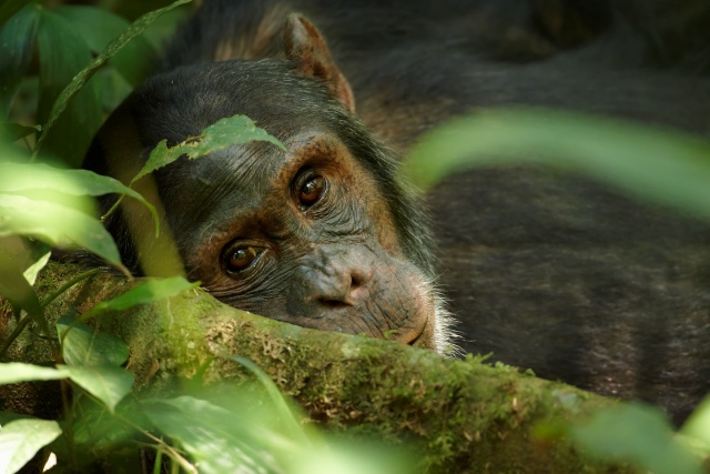 Uganda varázsa-Csimpánzok és hegyi gorillák világa